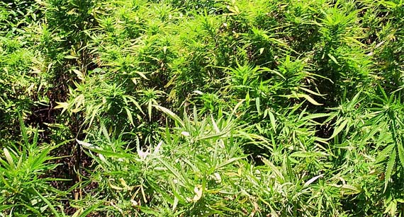 La marihuana de uso terapéutico, cada vez más presente