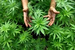 La ONU opina sobre la legalización