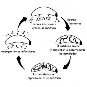 plagas-5