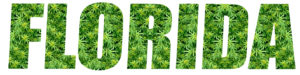 la marihuana medicinal se abre paso en florida