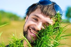Young man in the bush of cannabis
