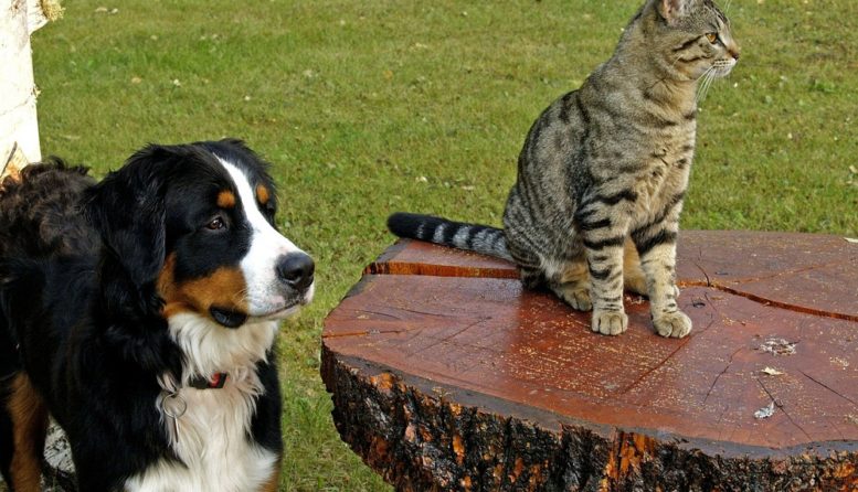 Marihuana medicinal para animales