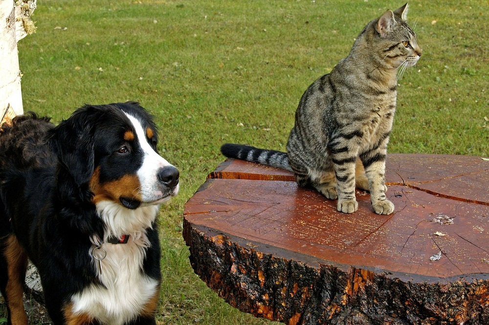 Marihuana medicinal para animales