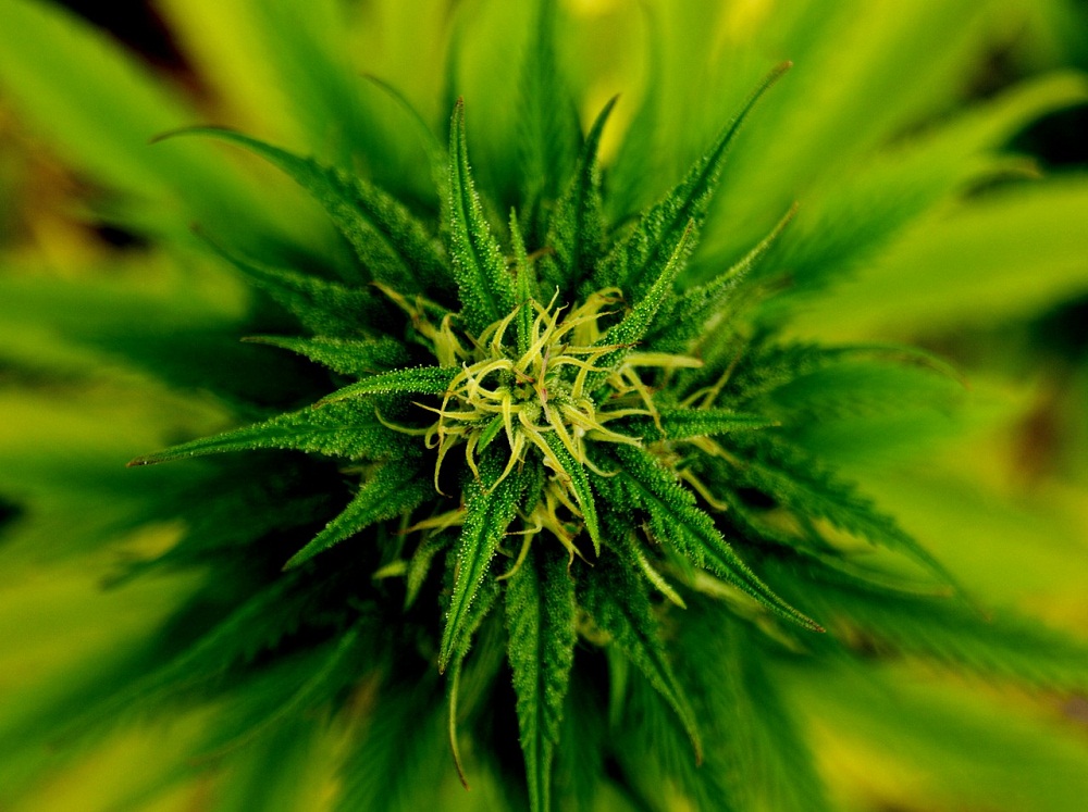 cultivo de marihuana