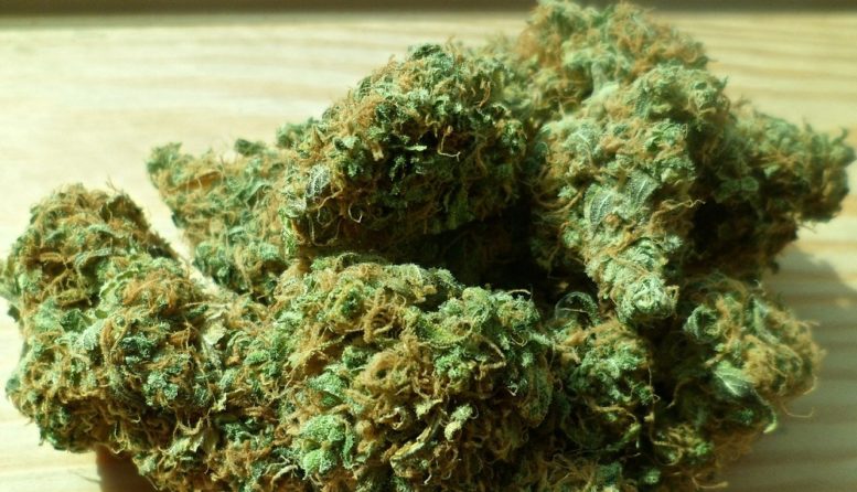 IU pide legalizar el consumo de cannabis
