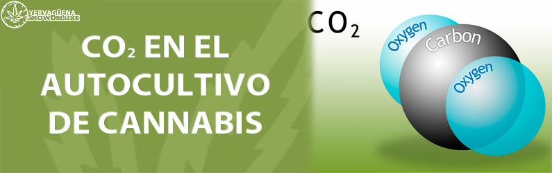 CO2 para tu cultivo de marihuana