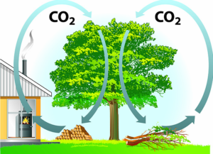 ciclo del co2