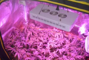 cultivo con LEDs