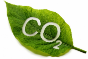 hoja co2