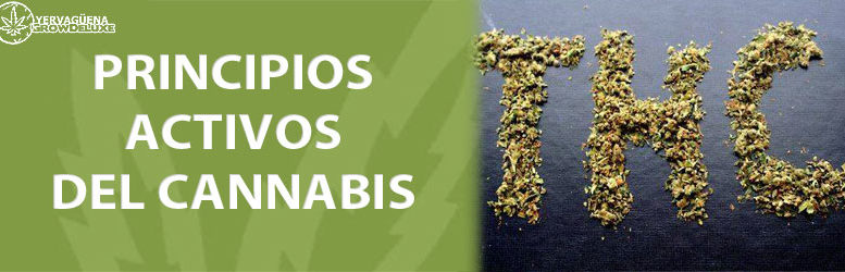 THC, CBD, CBN, etc…Principios activos del cannabis