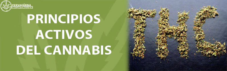 sustancias psicoactivas de la marihuana