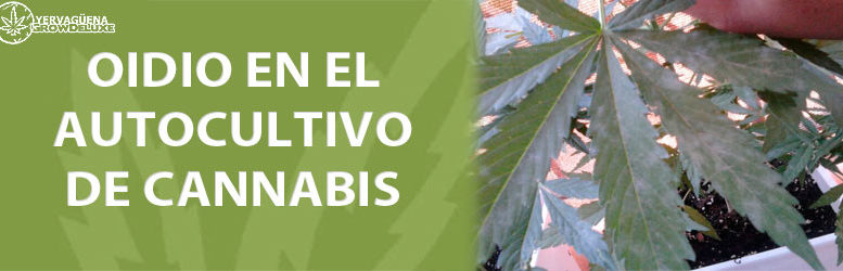 Oídio en el autocultivo de cannabis