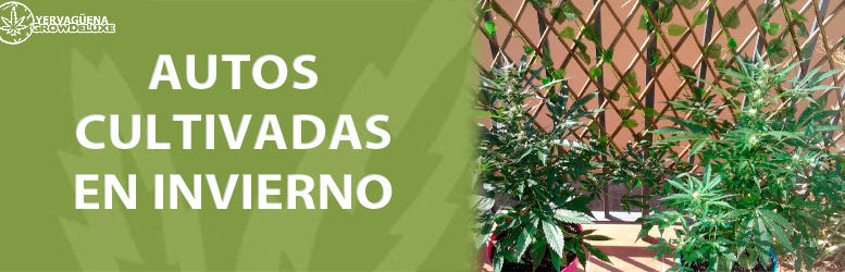 Autoflorecientes cultivadas en invierno