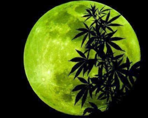 luna llena cannabis
