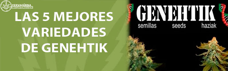 las mejores semillas de genehtik