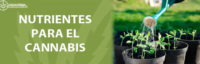 Nutrientes para las plantas de marihuana