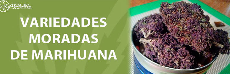 Cogollos de marihuana morada, ¡variedades purple que no conocías!