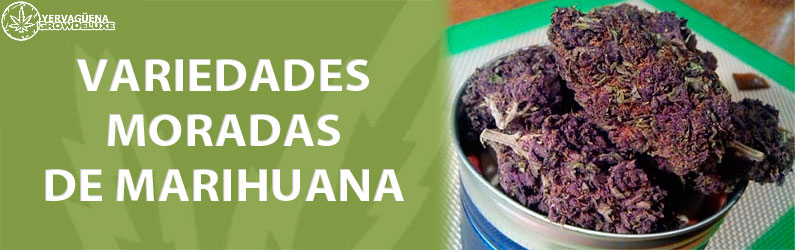 Marihuana morada