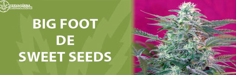 Sweet Seeds, las semillas en oferta de Yervagüena