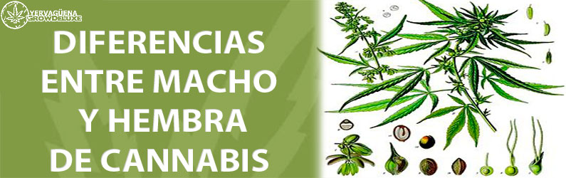 diferencias macho-hembra de cannabis