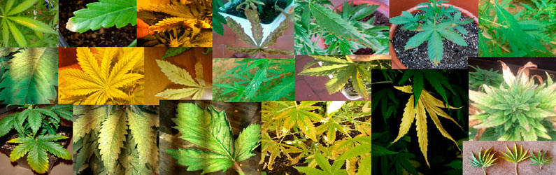 Fotos de hojas de marihuana de cultivadores