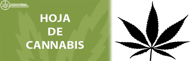 Hoja cannabis