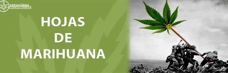 Hojas de marihuana
