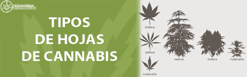 tipos de hojas de marihuana