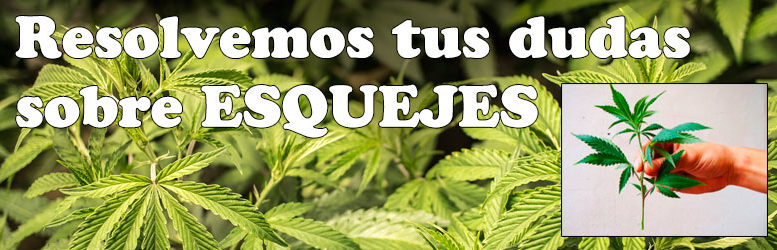 Cómo hacer los mejores esquejes de marihuana