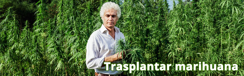 Trasplantar una planta de marihuana