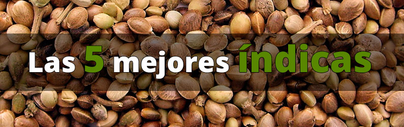 mejores indicas