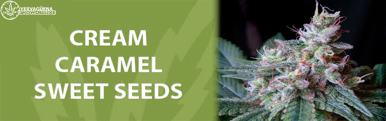 Cream Caramel del Banco Sweet Seeds