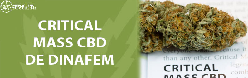 critical-mass-cbd-dinafem