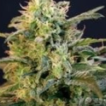 planta mamba negra cannabis