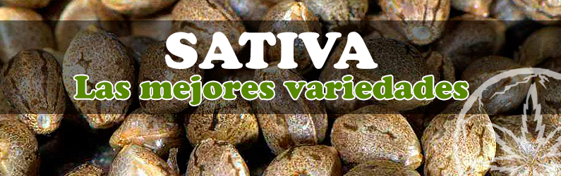 mejroes variedades sativas