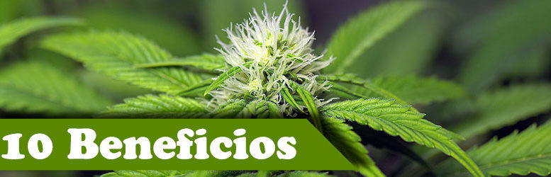 10 Beneficios de la marihuana