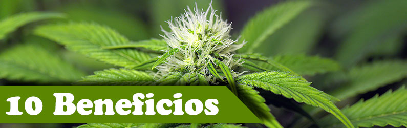 Beneficios de la marihuana