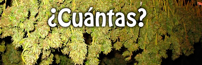 ¿Cuántas plantas de marihuana se pueden cultivar en casa?