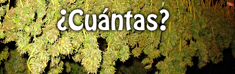 cuantas plantas marihuana casa