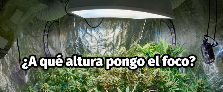 ¿A qué altura hay que poner el foco en un cultivo interior?