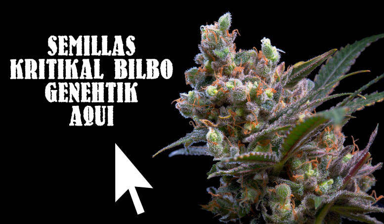 critical bilbo para plantar