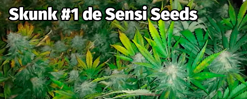 skunk 1 sensi seeds cultivo interior