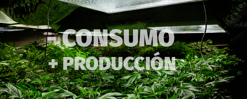 menos consumo mas produccion en cultivo de marihuana