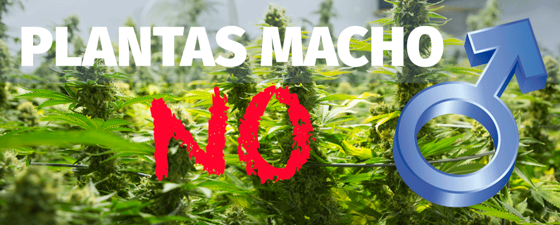 quitar plantas marihuana macho
