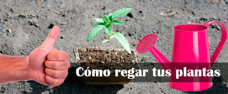 Cómo regar correctamente tus plantas de marihuana