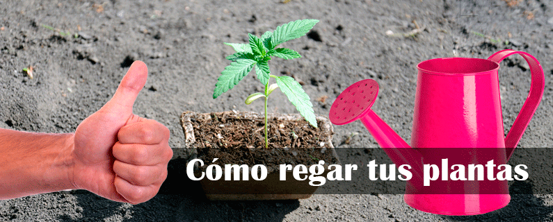 como regar tus plantas