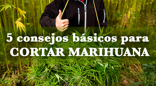 5 consejos cortar marihuana