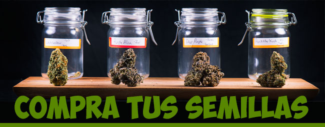 comprar semillas de marihuana