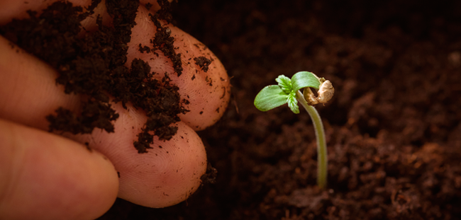 planta marihuana germinando luna