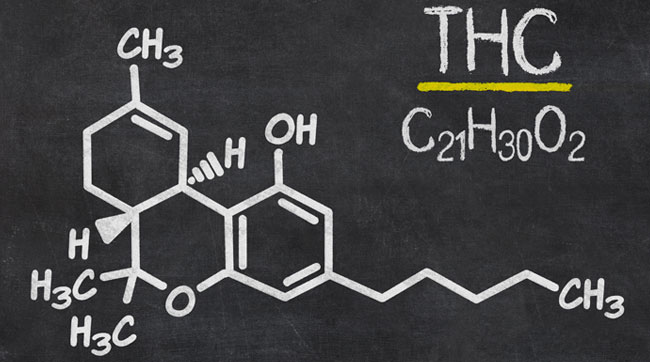 ¿Cuánto tiempo dura el THC en tu cuerpo?